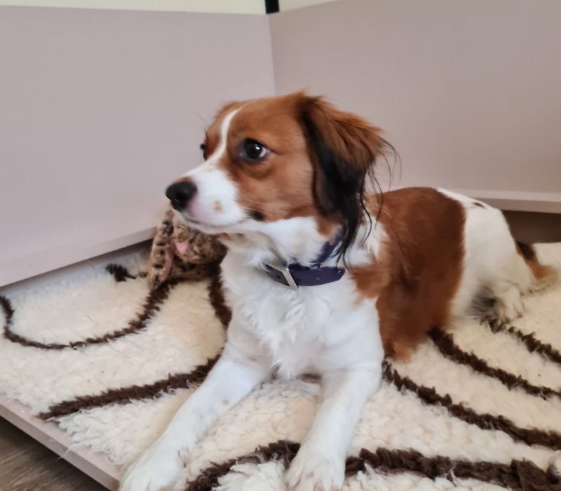 Kooikerhondje Kelvin