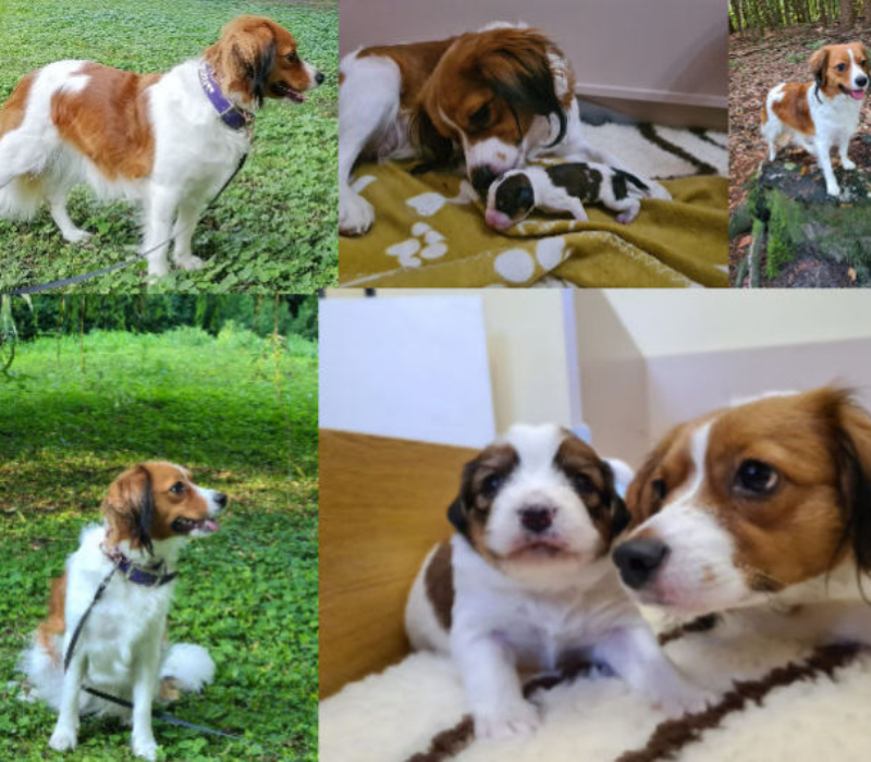 Kooikerhondje Welpen