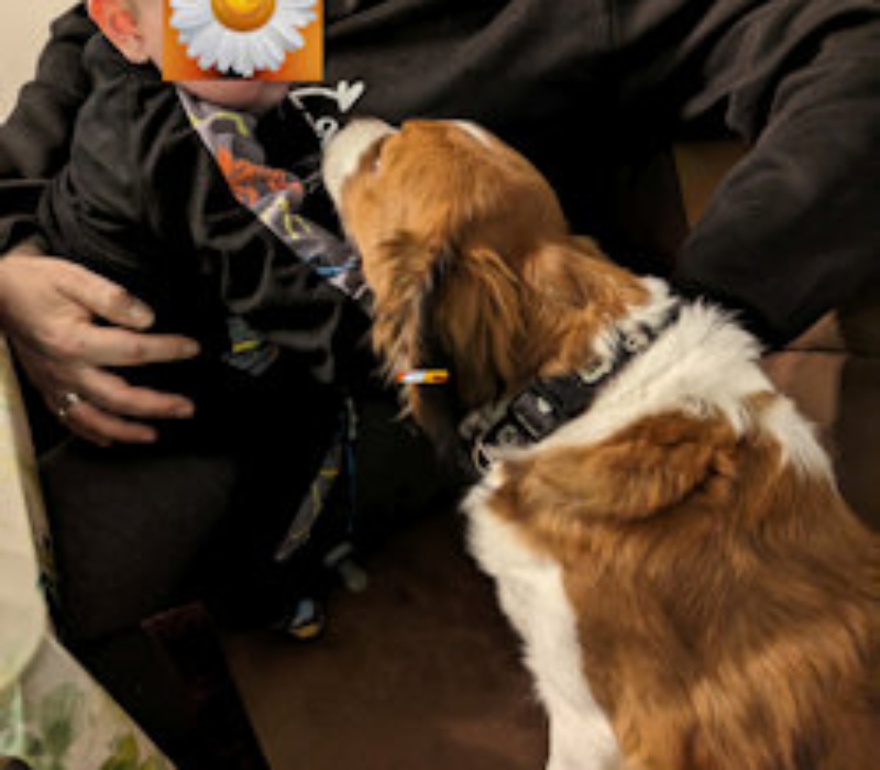 Kooikerhondje Kelvin und Enkelkind